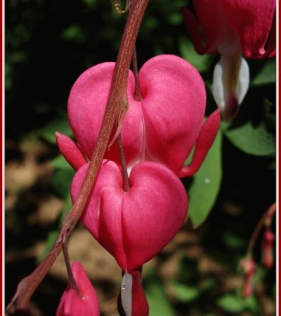 Bleeding Hearts